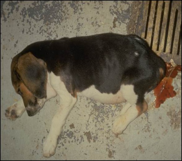 Beagle sales in hindi